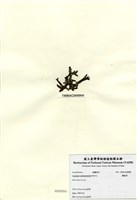 藏品(鳳尾菜)的圖片